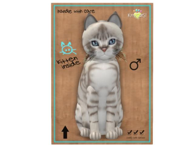 KittyCatS Box - 9T - M - Australian Mist - Blue Marble - RmW-PT