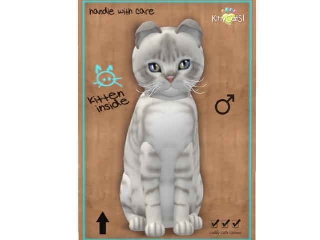 KittyCatS Box - 9T - M - Australian Mist - Snow - MK