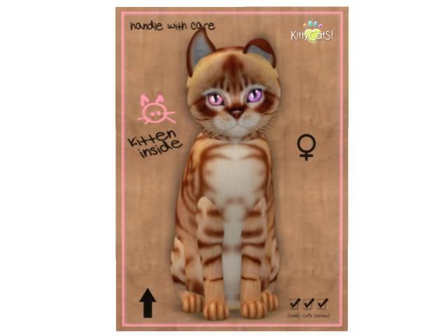 KittyCatS Box - 9T - F - Australian Mist - Ginger