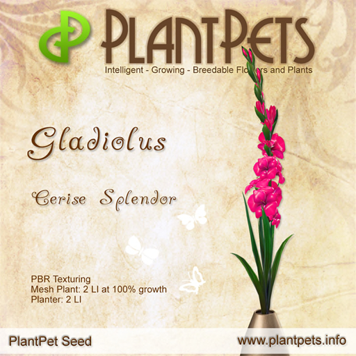PlantPet Gladiolus *Cerise Splendor*