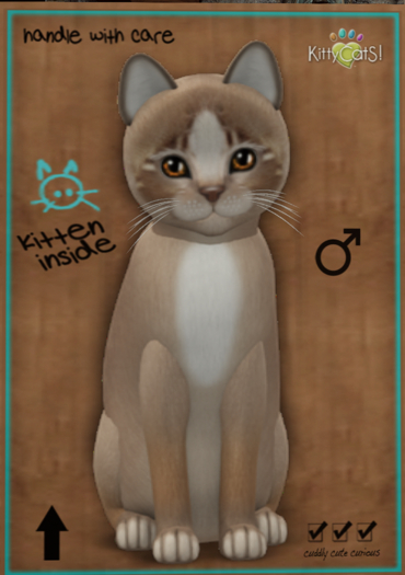 KittyCatS Box - New Born Kitten