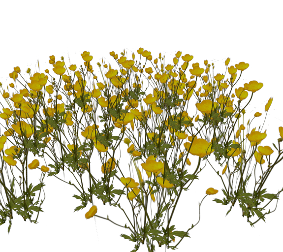 Country Wild Flowers 4m x 3m