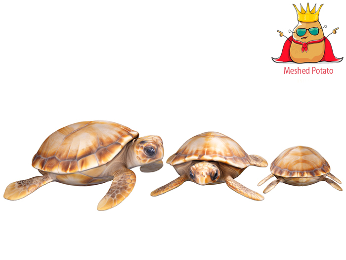 Meshed Potato - Turtle Full Perm