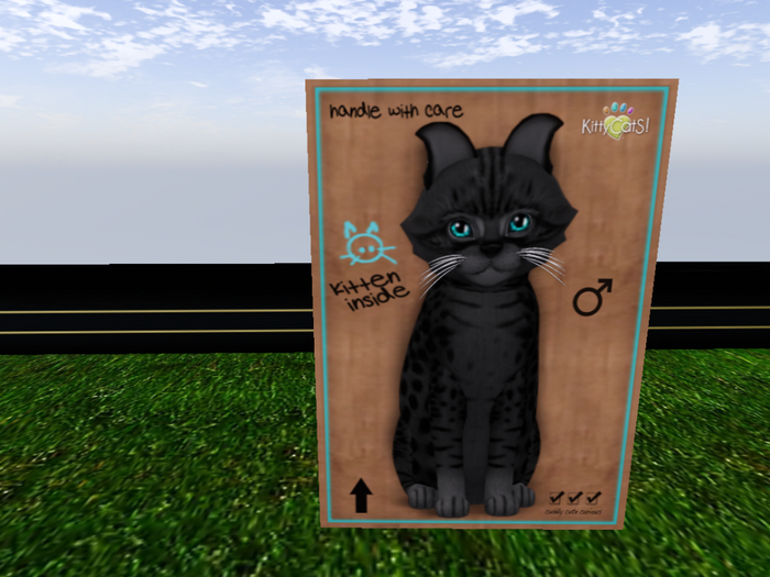 KittyCatS Box - New Born Kitten