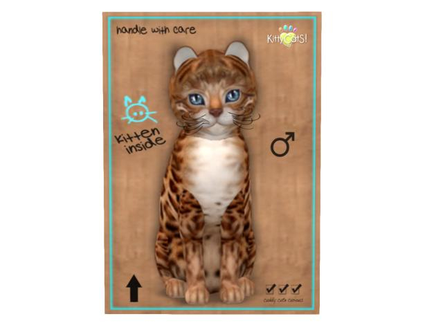 KittyCatS Box - 8T - M - Bengal - Copper
