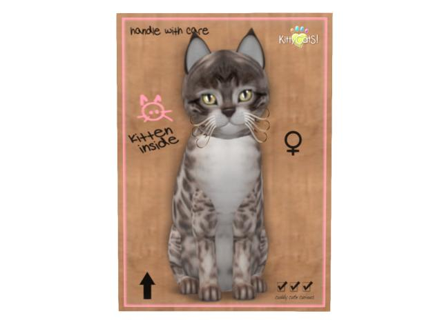 KittyCatS Box - 9 T - F - Bengal - Blue