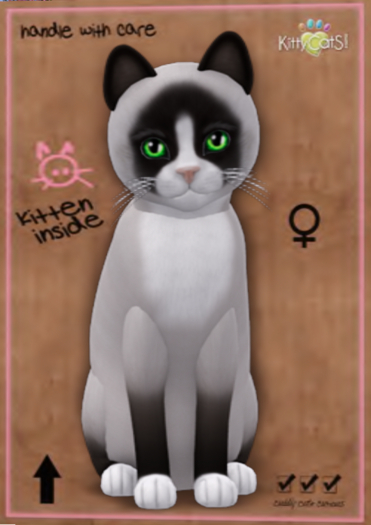 KittyCatS Box - Snowshoe - Chocolate  (Female)  Shamrock