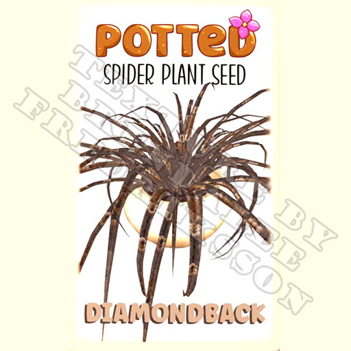 Potted: Spider Plant Seed: Diamondback (ACTUAL PLANT SEED) - Retired!