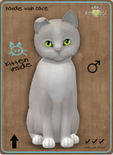 KittyCatS Box - Genesis - Pearl II Male Teacup