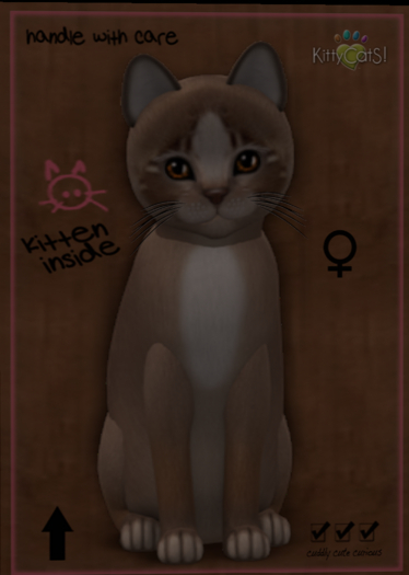 KittyCatS Box - New Born Kitten