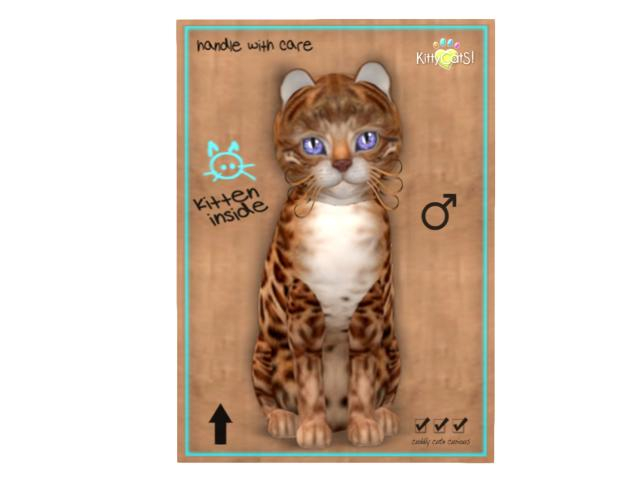 KittyCatS Box - 8T - M - Bengal - Copper - PWT