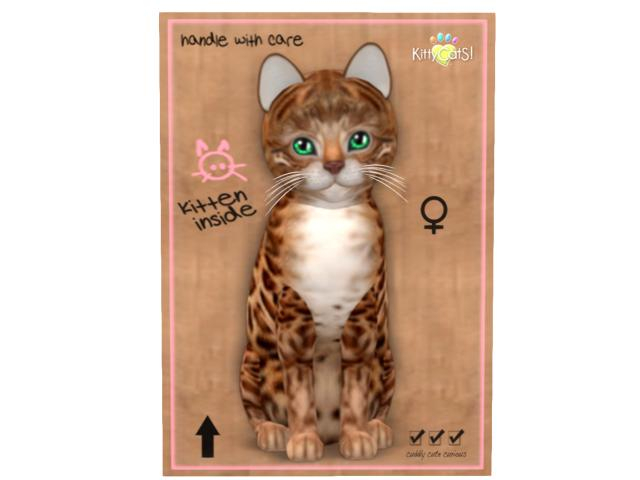 KittyCatS Box - Bengal - Copper