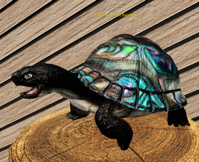 Foxtrot Box Turtle Breedable Egg Large Female Seashell Rainbow
