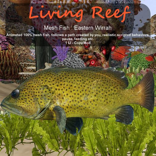 Inochi Reef : Mesh Fish - Eastern Wirrah