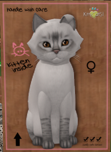 KittyCatS Box - New Born Kitten 604