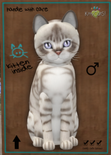 KittyCatS Box - New Born Kitten - Australian Mist - Blue Marble - Male 