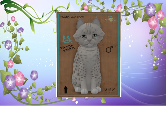 KittyCatS Box/Ocicat - Platinum