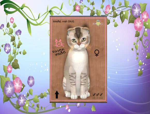 KittyCatS Box/Burmilla - Chocolate Silver Shaded/9+1
