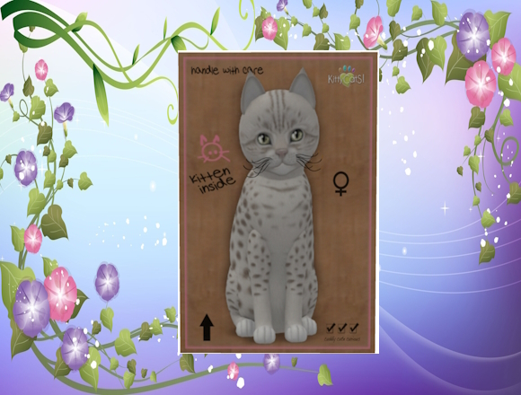 KittyCatS Box/Ocicat - Platinum