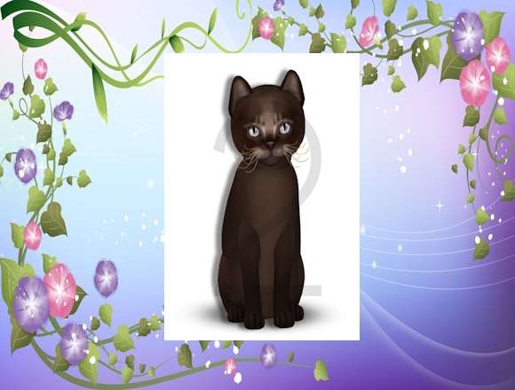 KittyCatS Box/Abyssinian - Dark Chocolate/M