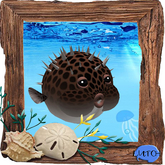 (7S) Rare Fish: Puffed Puffer Fish