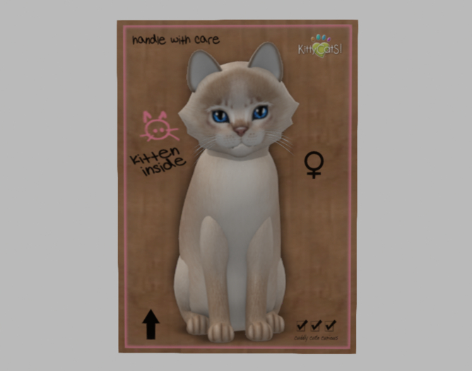 Female Breedable Cat KittyCatS Abyssinian - Lilac Beautiful!