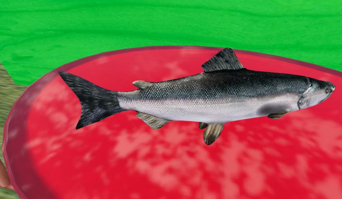 MyStory Fish X 250