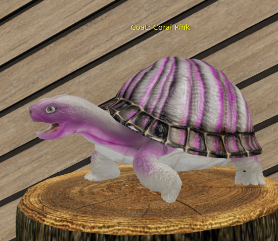 Foxtrot Box Turtle Large Male Coral Pink