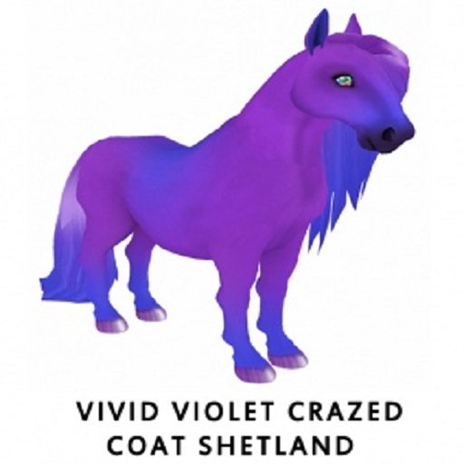 Vivid Violet Crazed Coat Shetland F