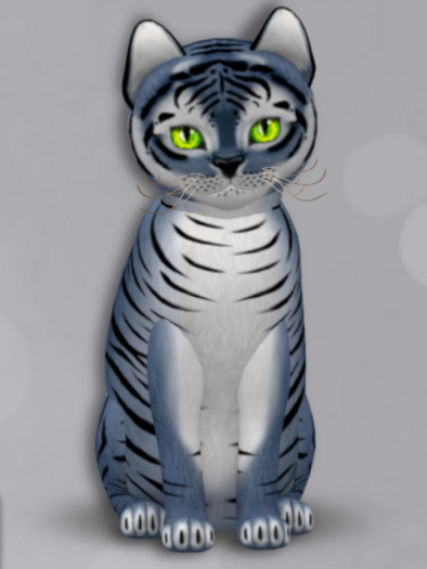 KittyCatS Box 181 M Tiger