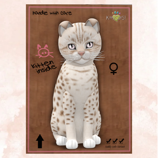 KittyCatS Box - New Born Kitten