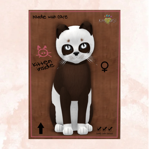 KittyCatS Box - New Born Kitten