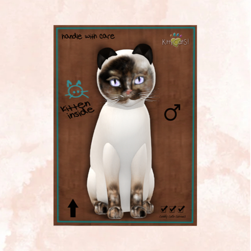 KittyCatS Box - New Born Kitten