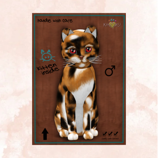 KittyCatS Box - New Born Kitten