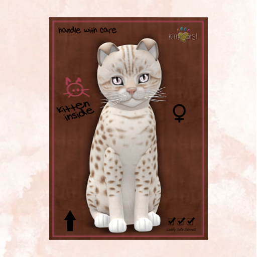 KittyCatS Box - New Born Kitten