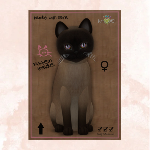 KittyCatS Box - New Born Kitten