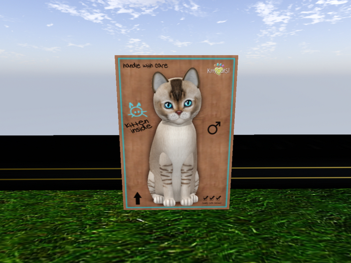 KittyCatS Box - New Born Kitten