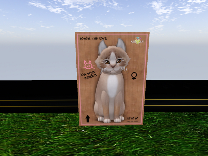 KittyCatS Box - New Born Kitten