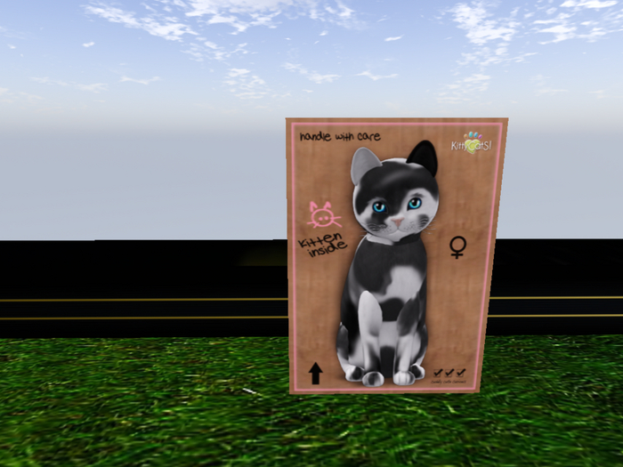 KittyCatS Box - New Born Kitten