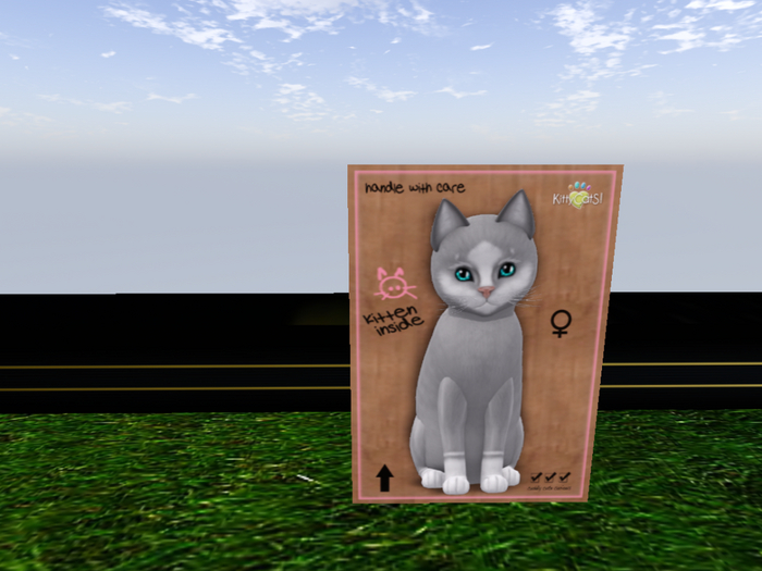 KittyCatS Box - New Born Kitten