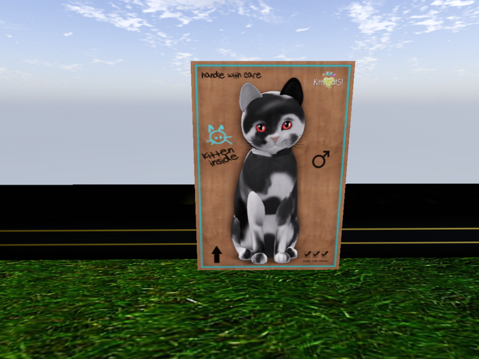 KittyCatS Box - New Born Kitten