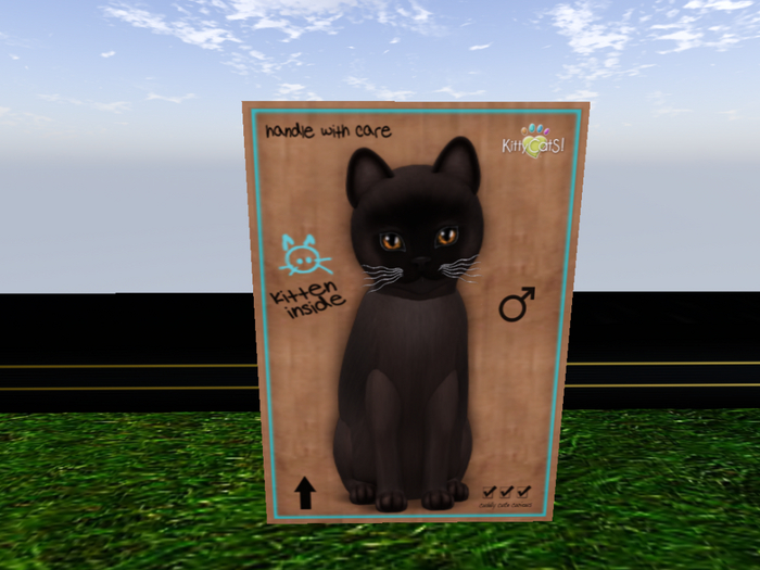 KittyCatS Box - New Born Kitten