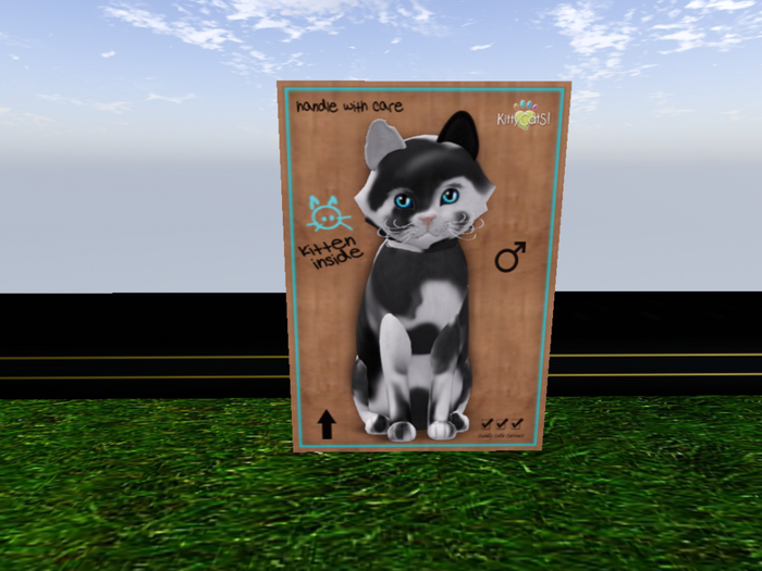 KittyCatS Box - New Born Kitten