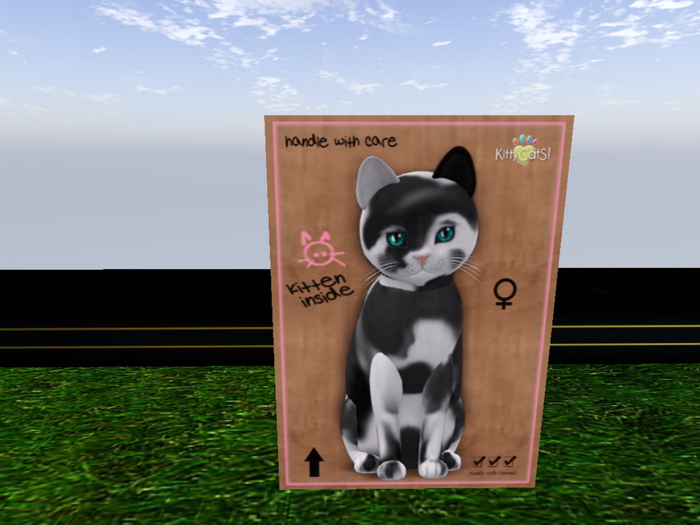 KittyCatS Box - New Born Kitten