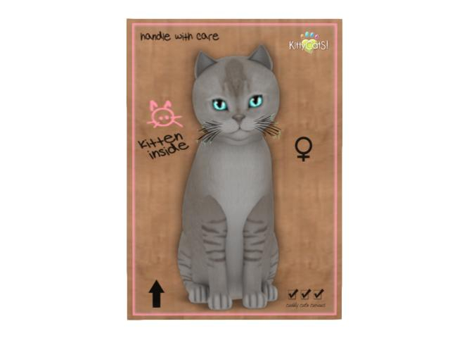 KittyCatS Box - 8T - F - Burmilla - Lilac Shaded