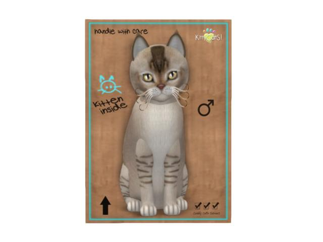 KittyCatS Box - 9 T - M - Burmilla - Chocolate Silver Shaded