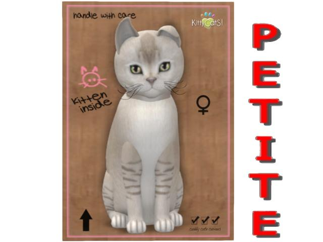 KittyCatS Box - 8T - F -  Burmilla - Lilac Shaded - CT