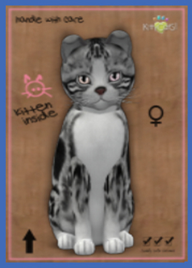 KittyCatS Box - New Born Kitten Female2