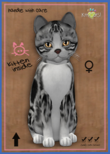 KittyCatS Box - New Born Kitten Female3