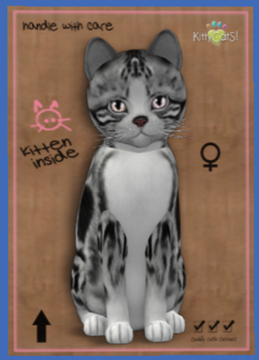 KittyCatS Box - New Born Kitten Female4